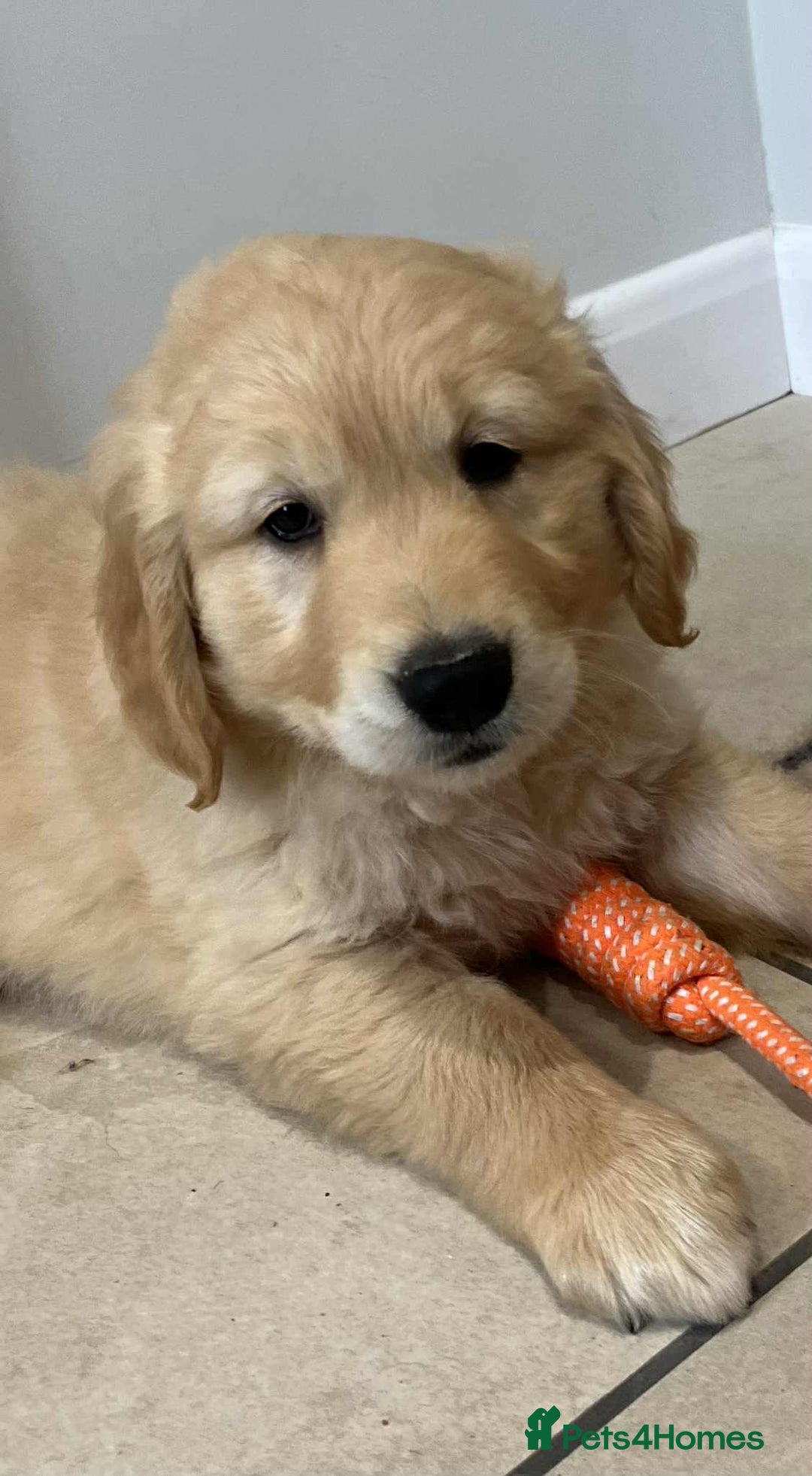 Golden Retriever dogs for sale: Beautiful Chunky KC Golden Retriever Puppies - Image 14