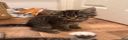 Mixed Breed cats for sale: Adorable Kittens Ready Now – 2 Boys & 1 Girl 🐾 - Advert 2