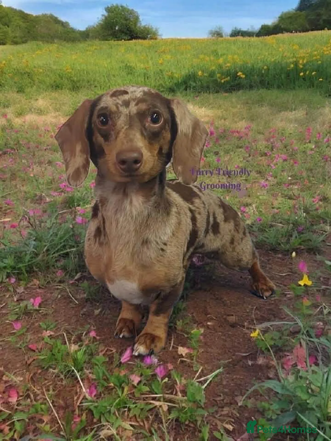 Miniature Dachshund dogs for sale: Lovely chocolate brown miniature dachshund in Boston - Advert 4