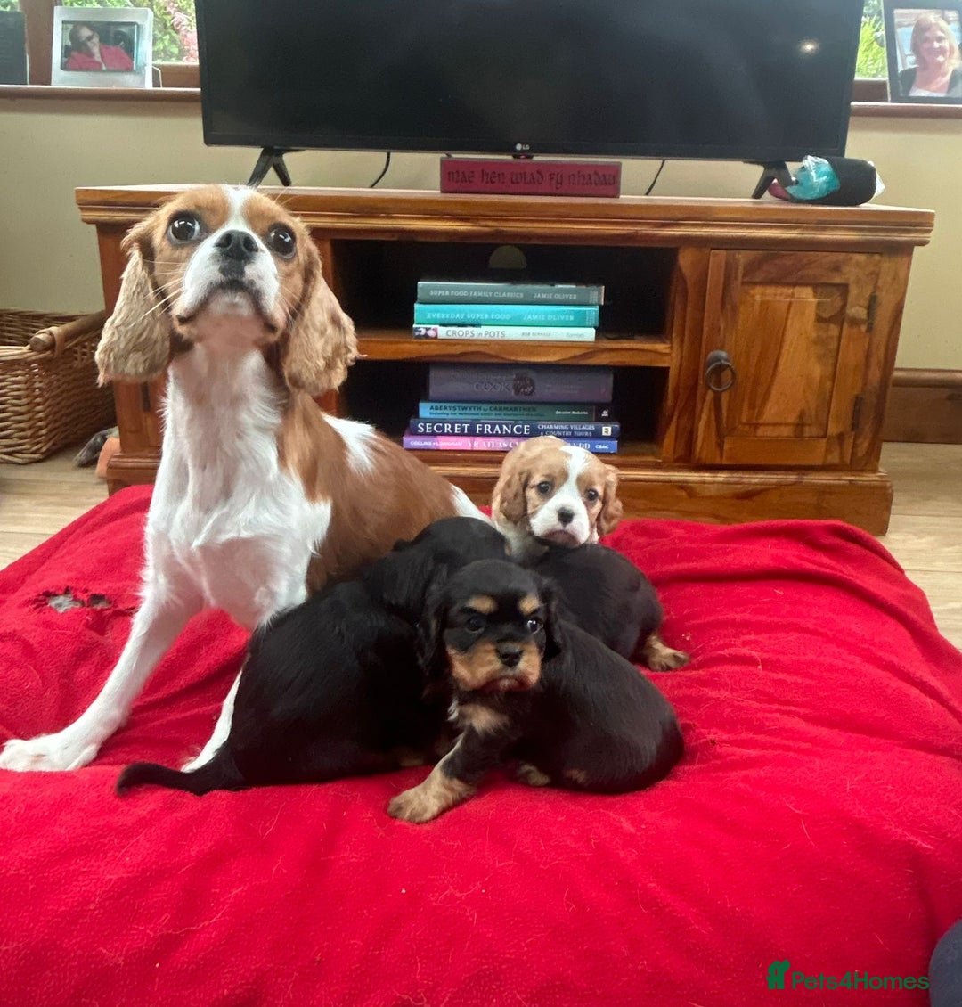 Cavalier King Charles Spaniel dogs for sale: Gorgeous Cavalier King Charles puppies for sale - Image 6