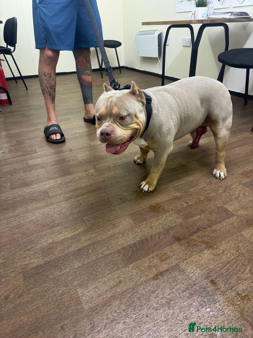 American Bully dogs for sale: Beautiful little pocket bullies for sale - Advert 13