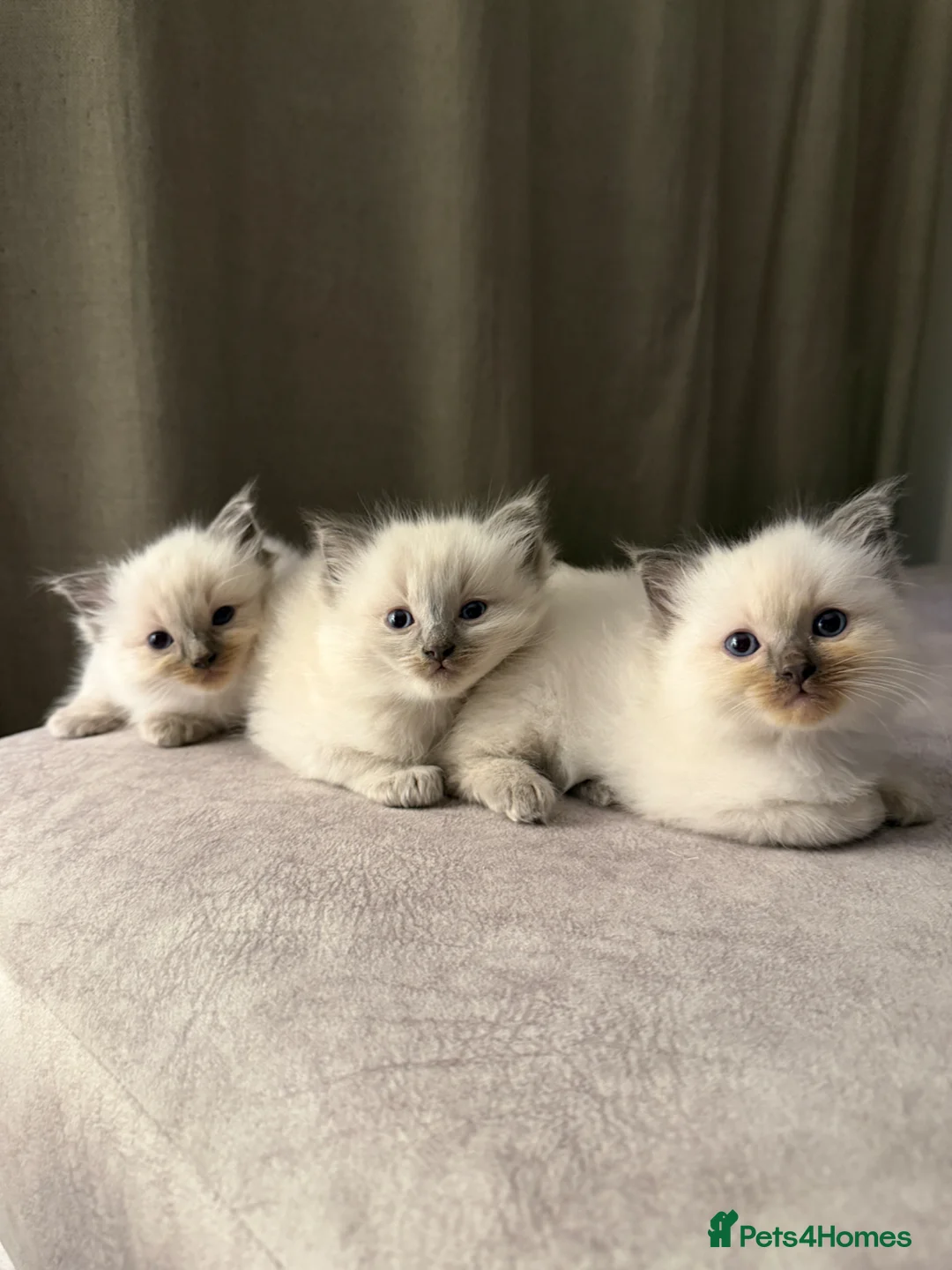 Ragdoll cats for sale: Blue Point Ragdoll Male Kittens in Wrexham - Advert 1