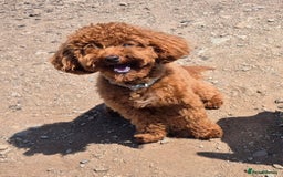 Toy Poodle dogs for stud: Handsome K.C Reg Red Toy poodle stud! - Image 6