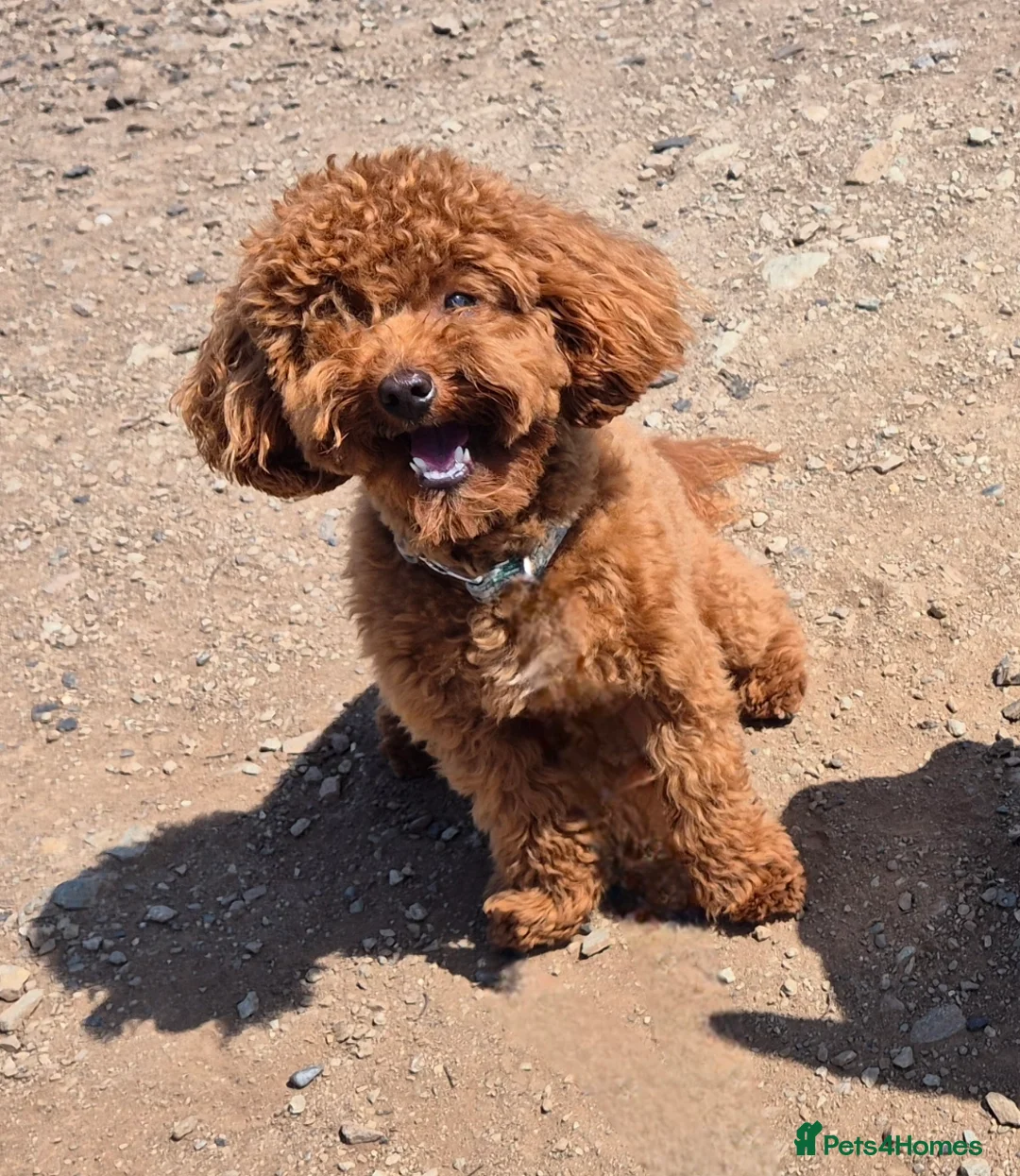 Toy Poodle dogs for stud: Handsome K.C Reg Red Toy poodle stud! - Advert 6