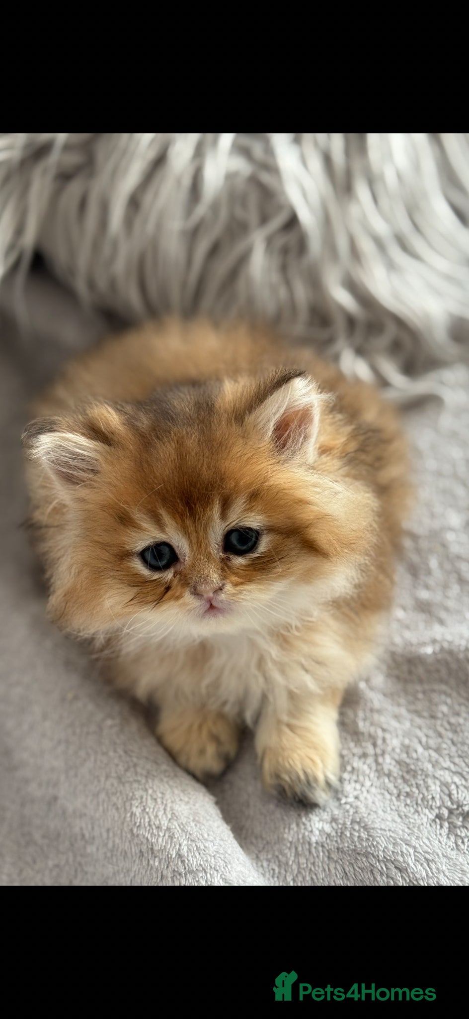 Scottish Fold cats for sale: Scottish pedigree golden kittens - Advert 26