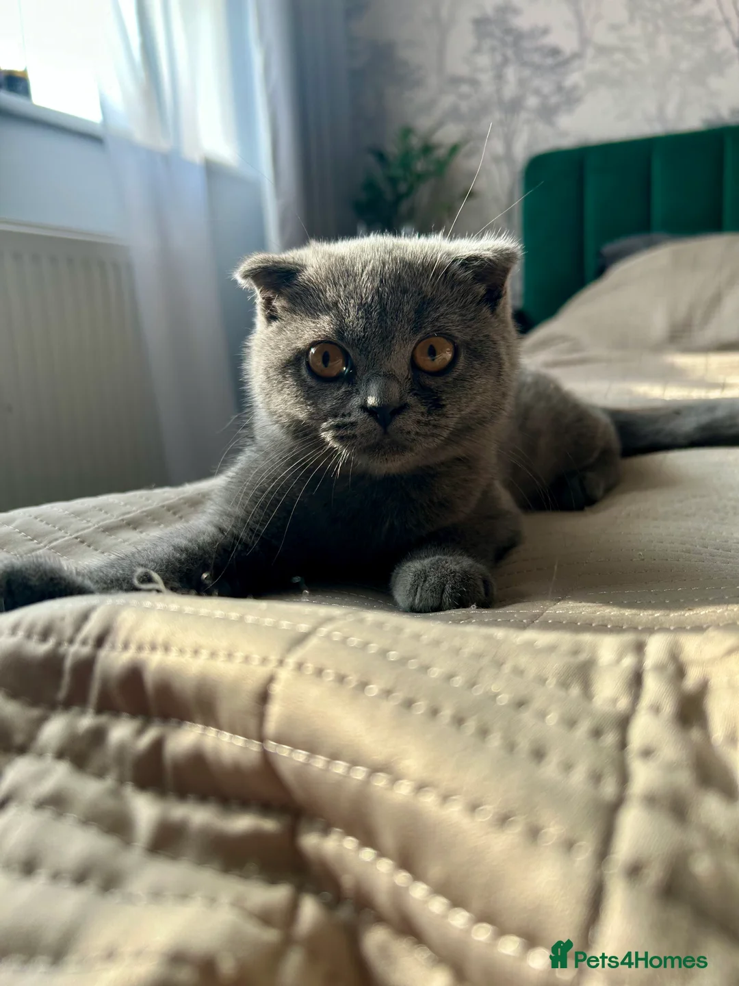 Scottish Fold cats for sale: Beautiful Scottish fold - Advert 2