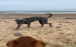 Cane Corso dogs for sale: Beautiful Female cane corso  - Image 4