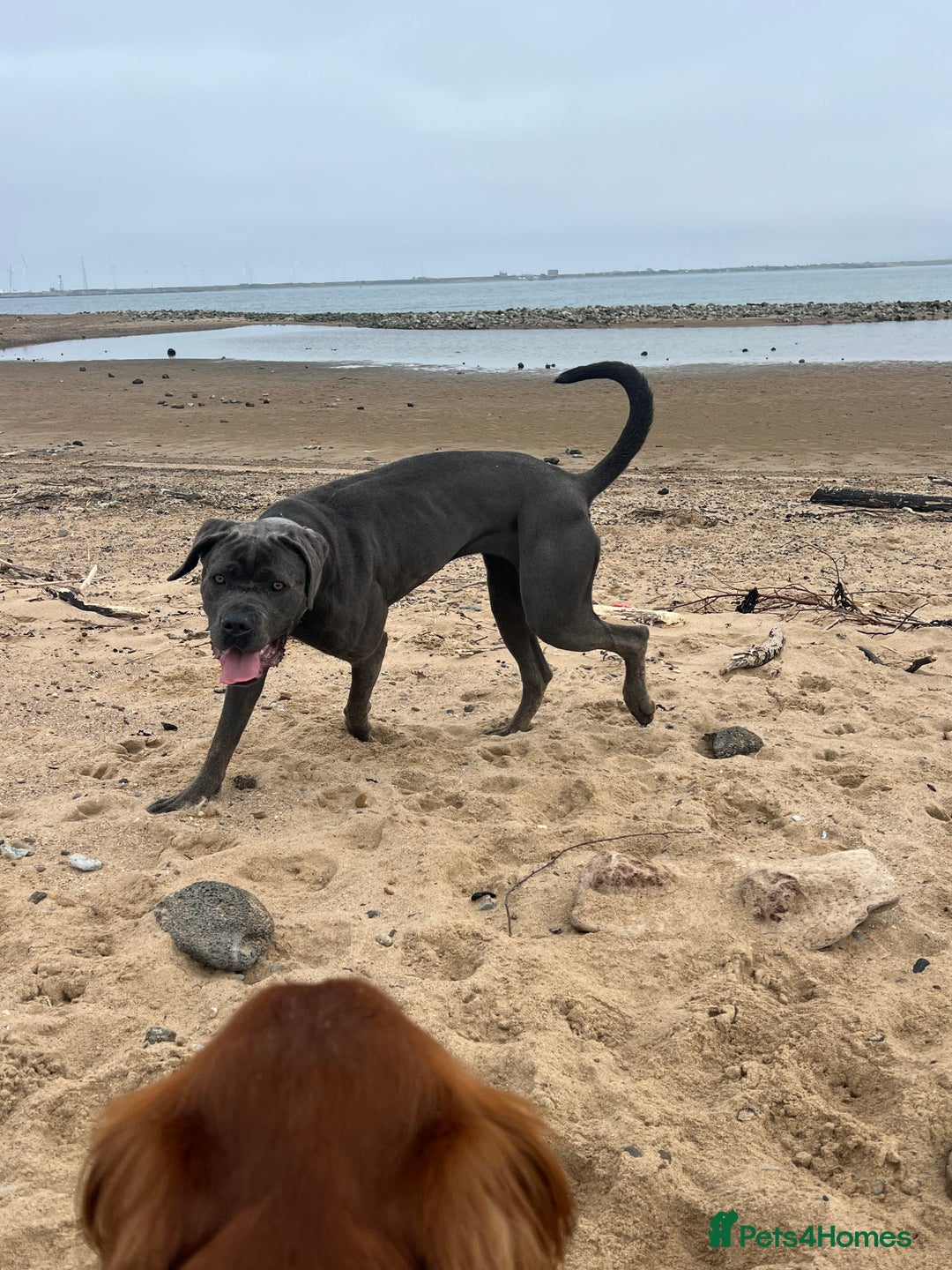 Cane Corso dogs for sale: Beautiful Female cane corso  - Image 4