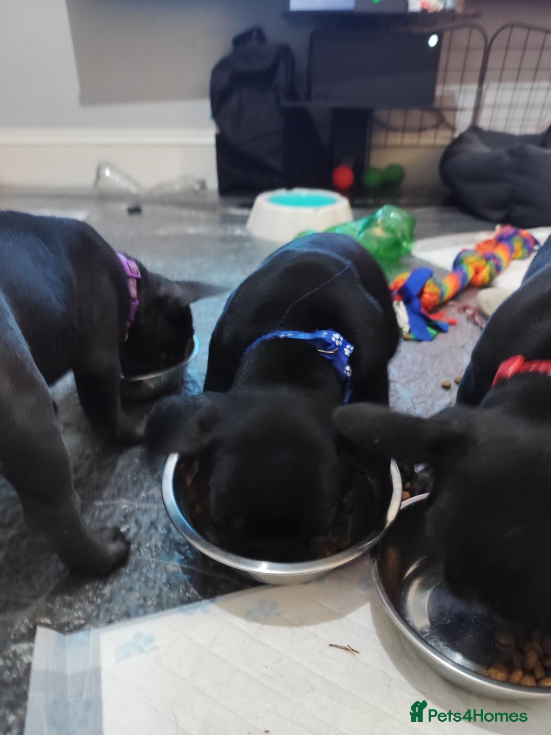 French Bulldog dogs for sale: French bulldog puppy READY TO LEAVE NOW - Advert 4