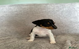 Jack Russell dogs for sale: Stunning tri coloured Jack Russel girl available  - Image 7