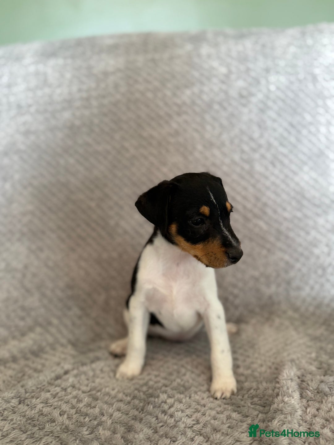 Jack Russell dogs for sale: Stunning tri coloured Jack Russel girl available  - Image 7