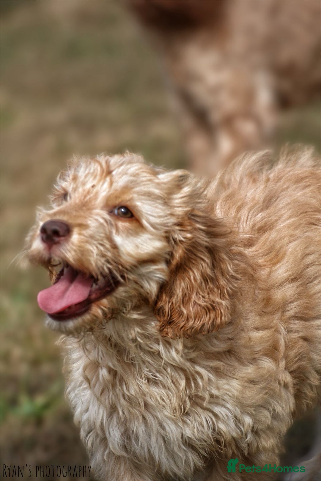 Cockapoo dogs for sale: Beautiful female 11 weeks.  - Image 6