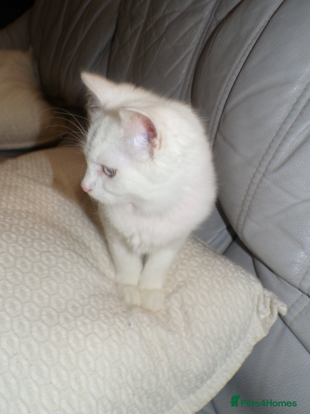 Turkish Angora cats for sale: Turkish angora kitten - Advert 3