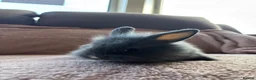 Lionhead rabbits for sale: Two Male Lionhead Babies - Advert 7