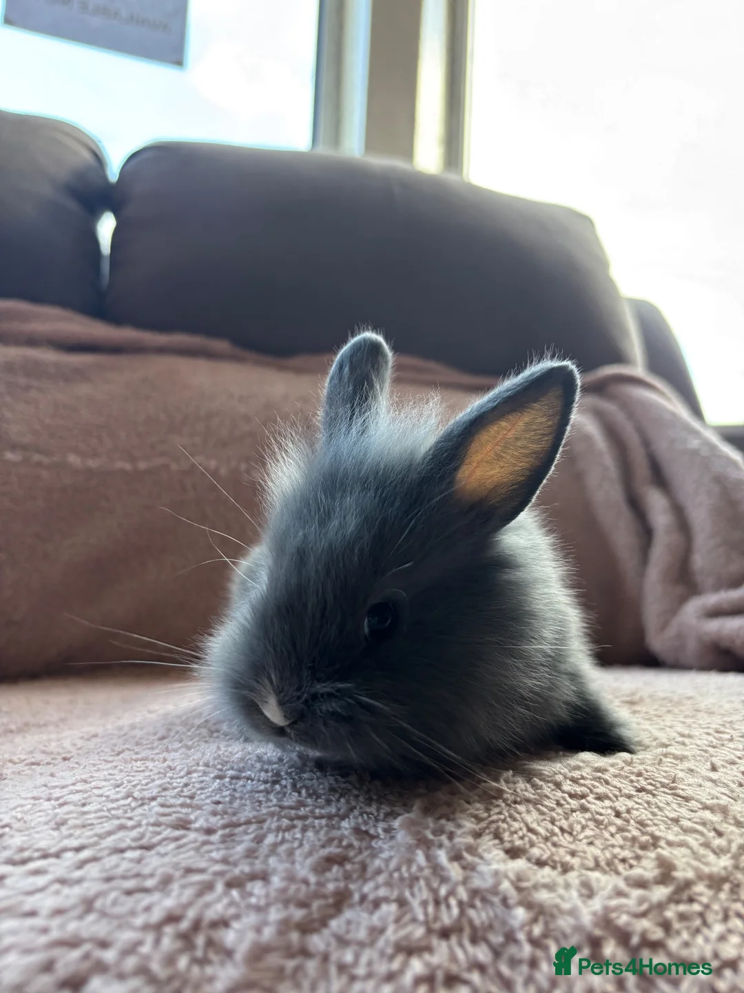 Lionhead rabbits for sale: Two Male Lionhead Babies - Advert 7