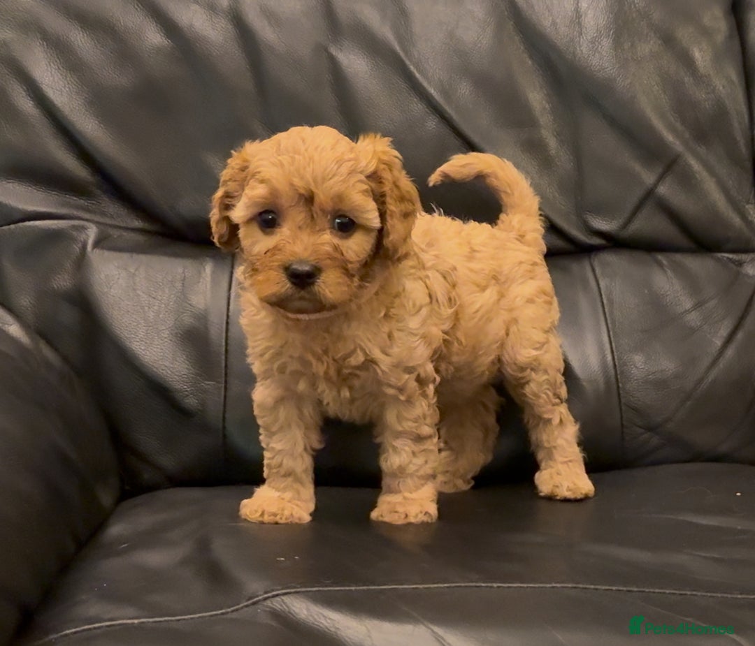 Cavapoo dogs for sale: Extensive DNA & Heart tested quality Cavapoo pups - Image 6