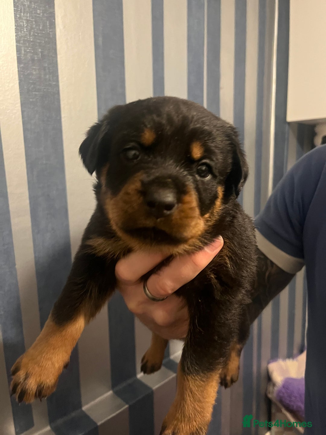Rottweiler dogs for sale: Beautiful chunky Rottweiler puppies  - Advert 19