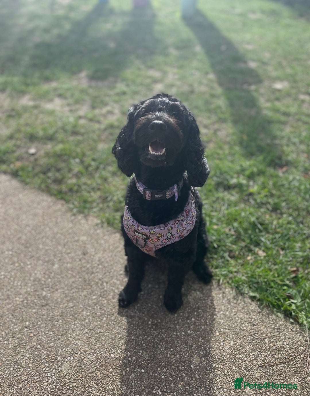 Cockapoo dogs for sale: Adorable Cockapoo Puppies! - Advert 7