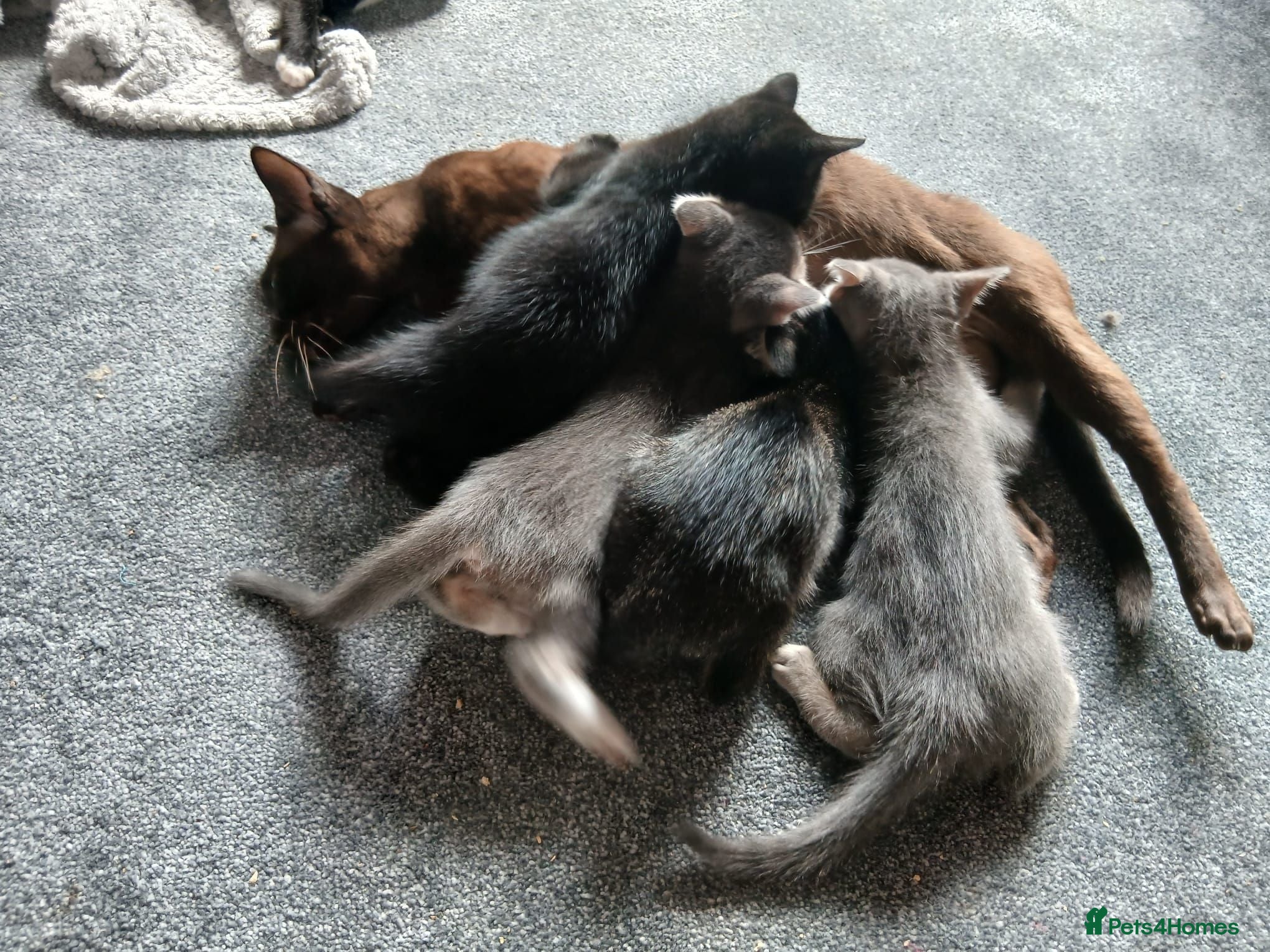 Mixed Breed cats 3 beautiful burmese X kittens  - Advert 2
