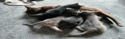 Mixed Breed cats for sale: 3 beautiful burmese X kittens  in Ilkley - Advert 1