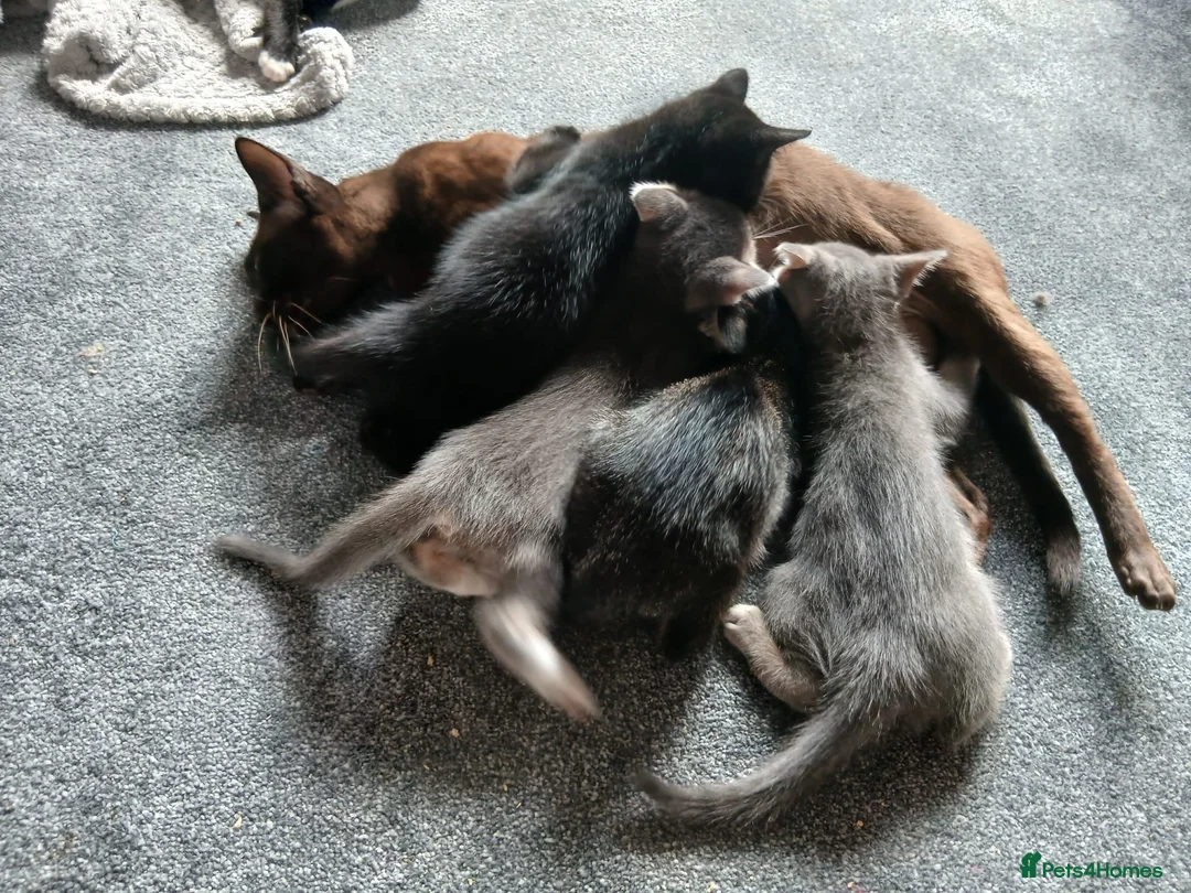 Mixed Breed cats for sale: 3 beautiful burmese X kittens  in Ilkley - Advert 1