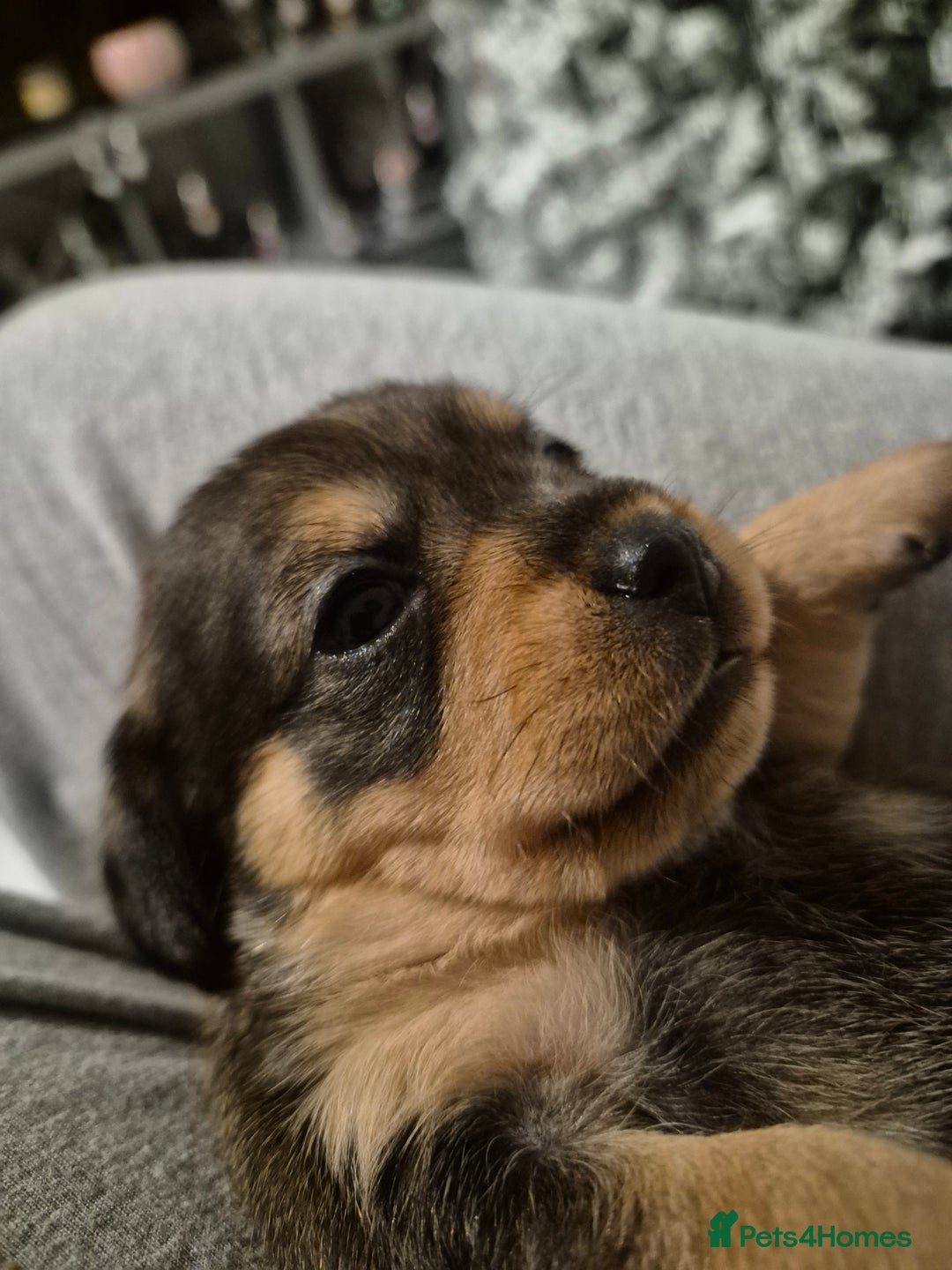 Mixed Breed dogs for sale: 1 boy available  - Advert 5