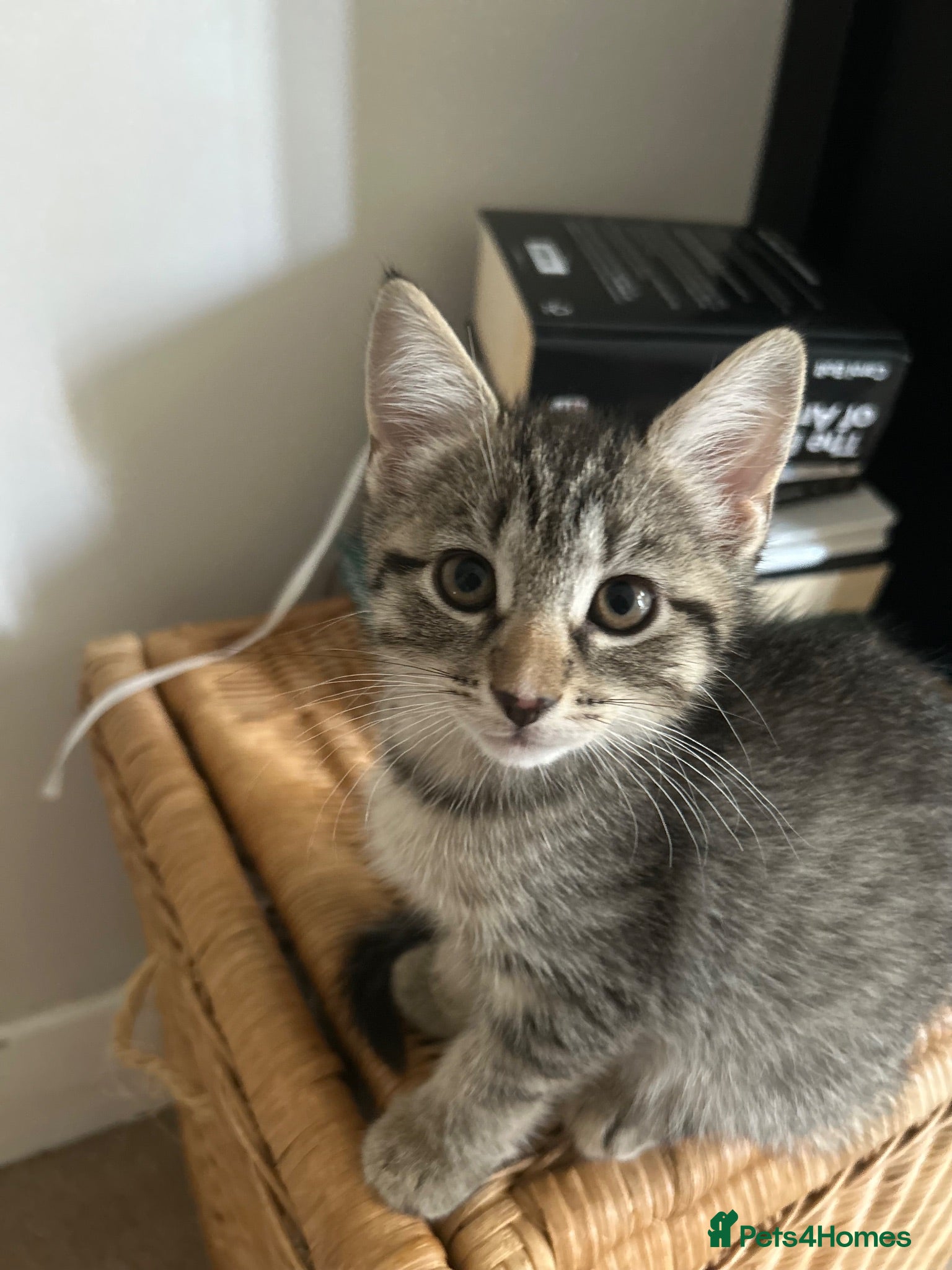 Mixed Breed cats Puuurfectly Adorable Kittens  - Advert 3