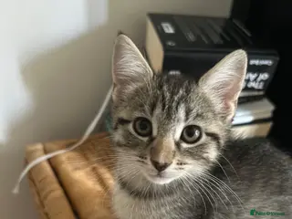 Mixed Breed cats Puuurfectly Adorable Kittens - Advert 1