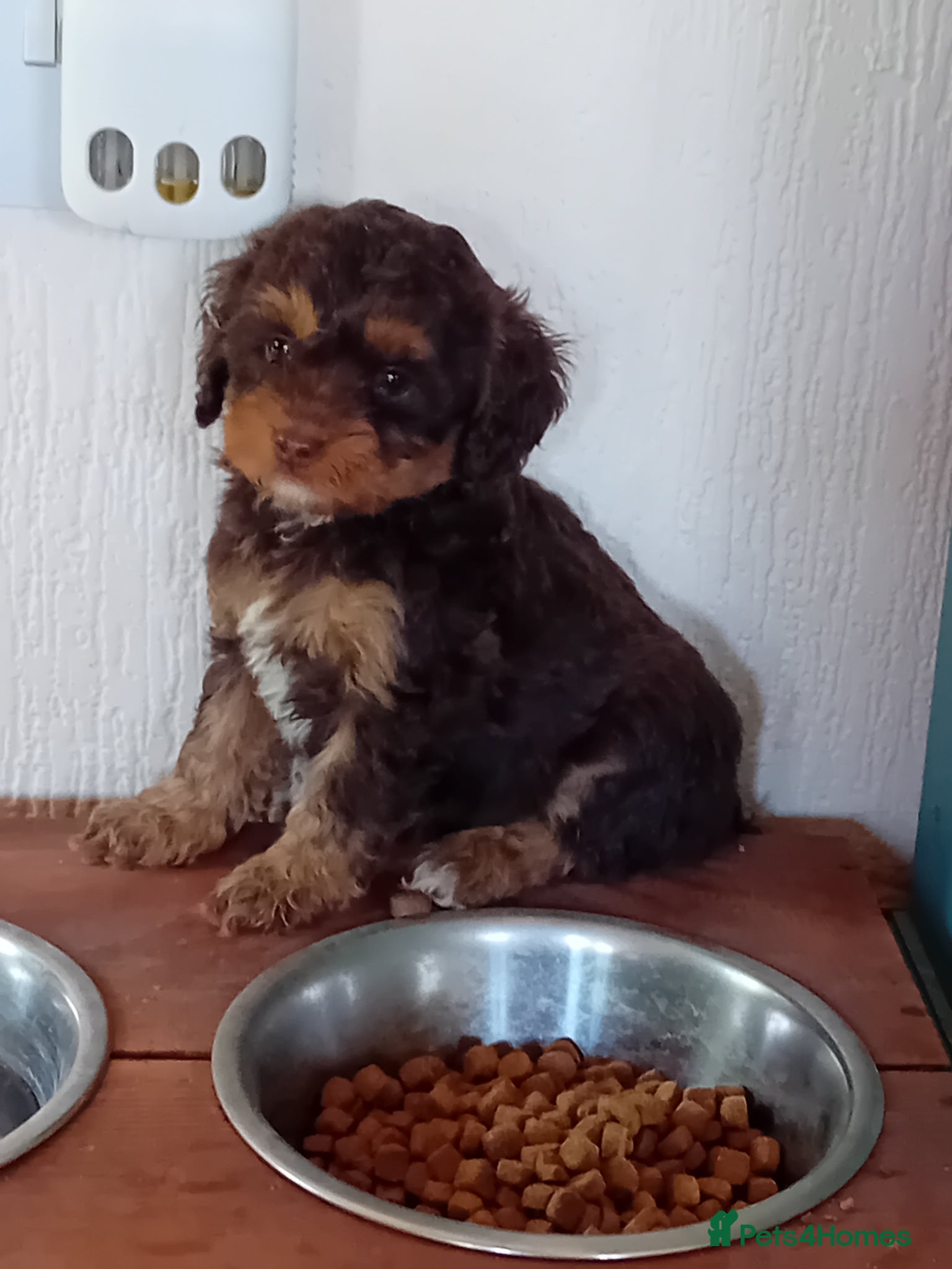 Cockapoo dogs for sale: Beautiful cockerpoos - Advert 1