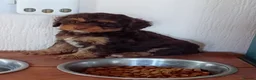 Cockapoo dogs for sale: Beautiful cockerpoos in Chichester - Advert 1