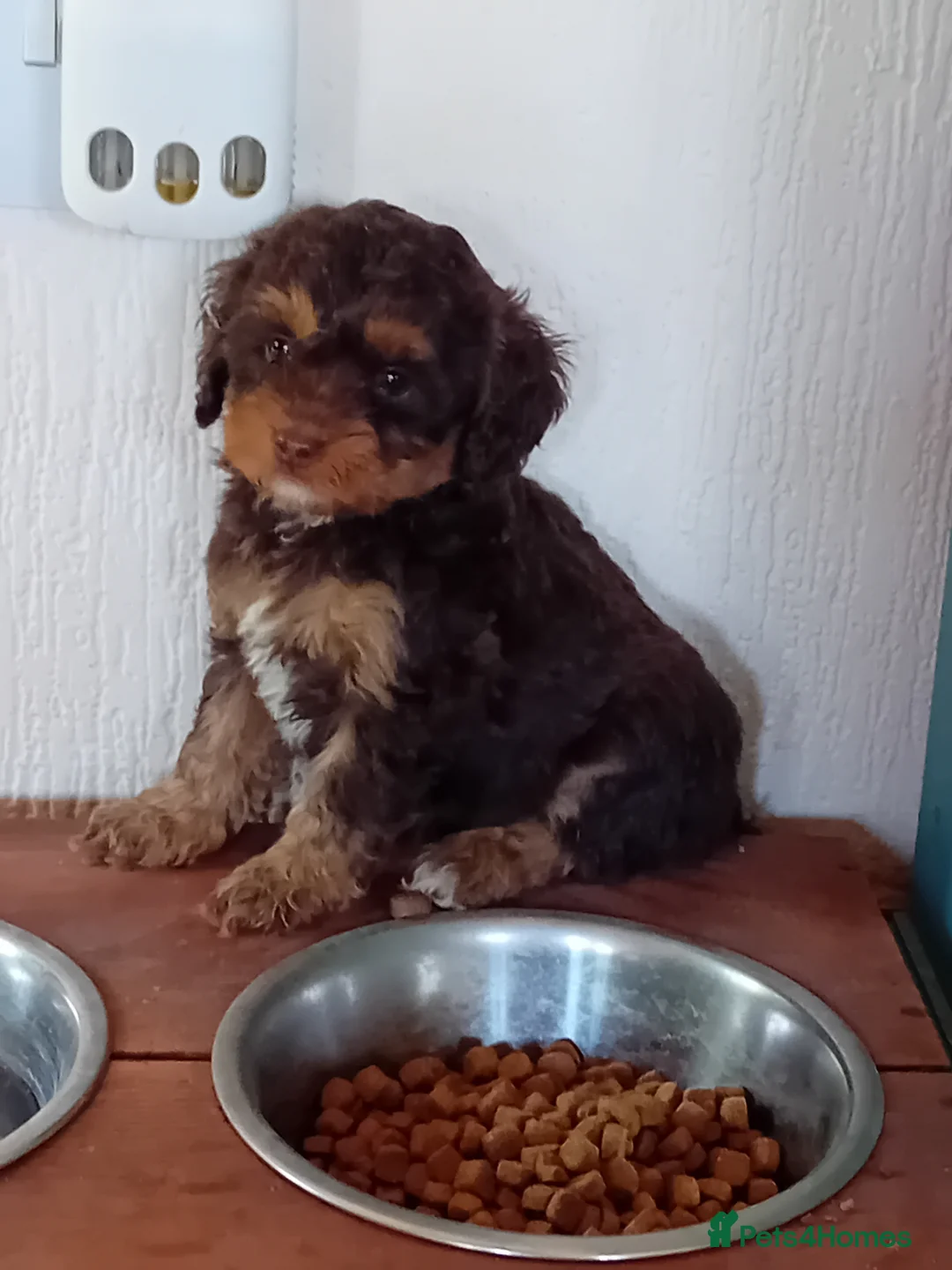 Cockapoo dogs for sale: Beautiful cockerpoos in Chichester - Advert 1