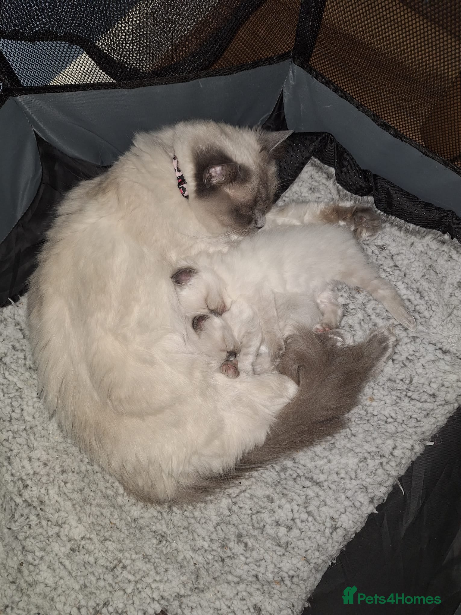 Ragdoll cats 2 Ragdoll kittens for sales - Advert 1