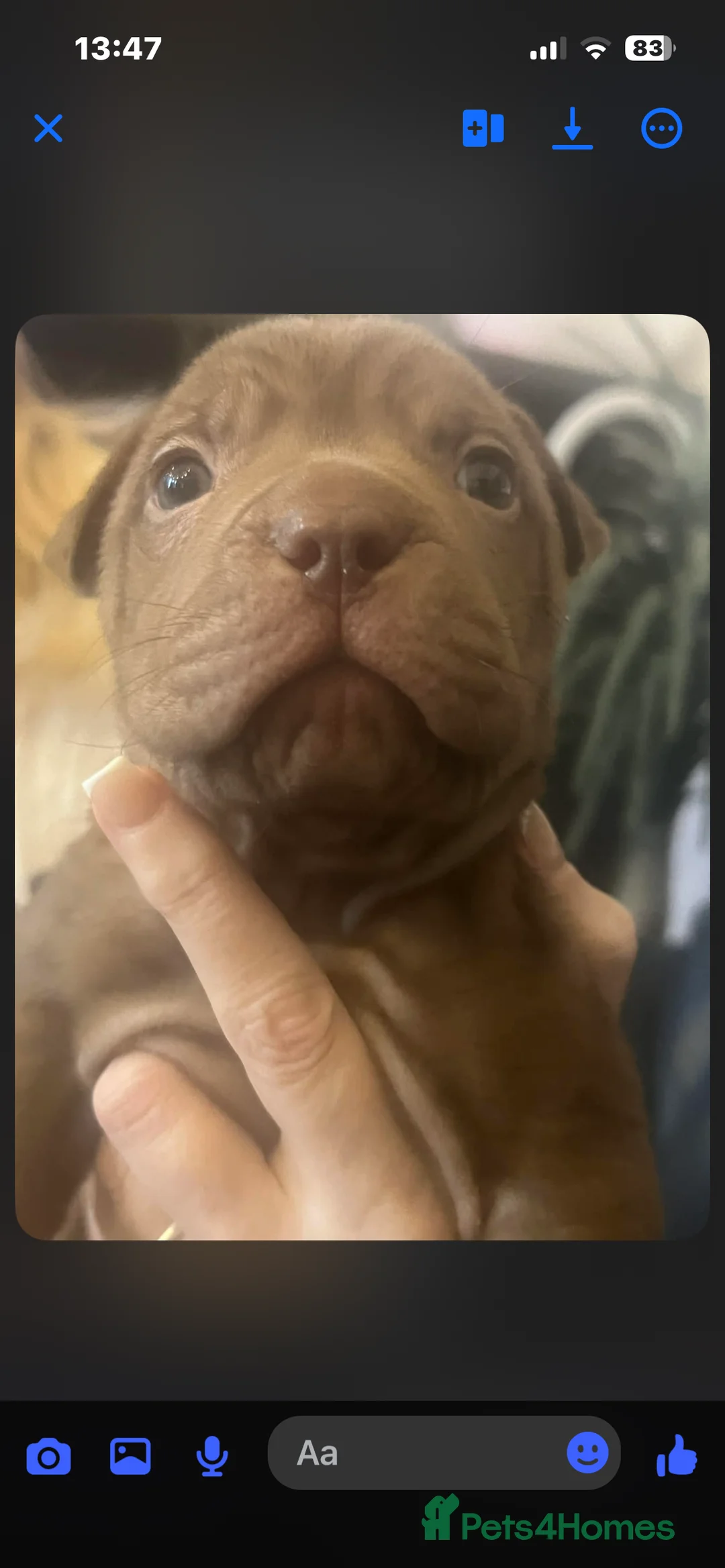 Mixed Breed dogs for sale: Shar pei x pocket bully - Advert 12