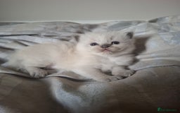 Ragdoll cats for sale: 🩵Blue Point KITTENS for sale!🩵 - Image 13