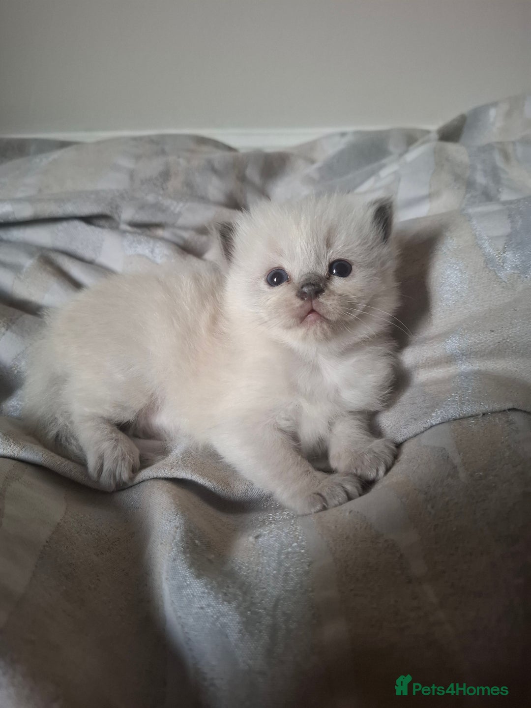 Ragdoll cats for sale: 🩵Blue Point KITTENS for sale!🩵 - Image 13