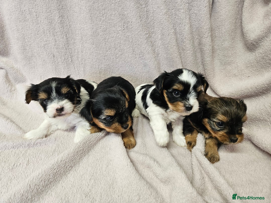 Yorkshire Terrier dogs for sale: ❤️ DNA Tested parents ❤️ Yorkie puppies  - Advert 3
