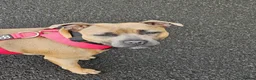 Staffordshire Bull Terrier dogs for sale: Staffordshire bull terrier puppies for sale in Kilmarnock - Advert 19