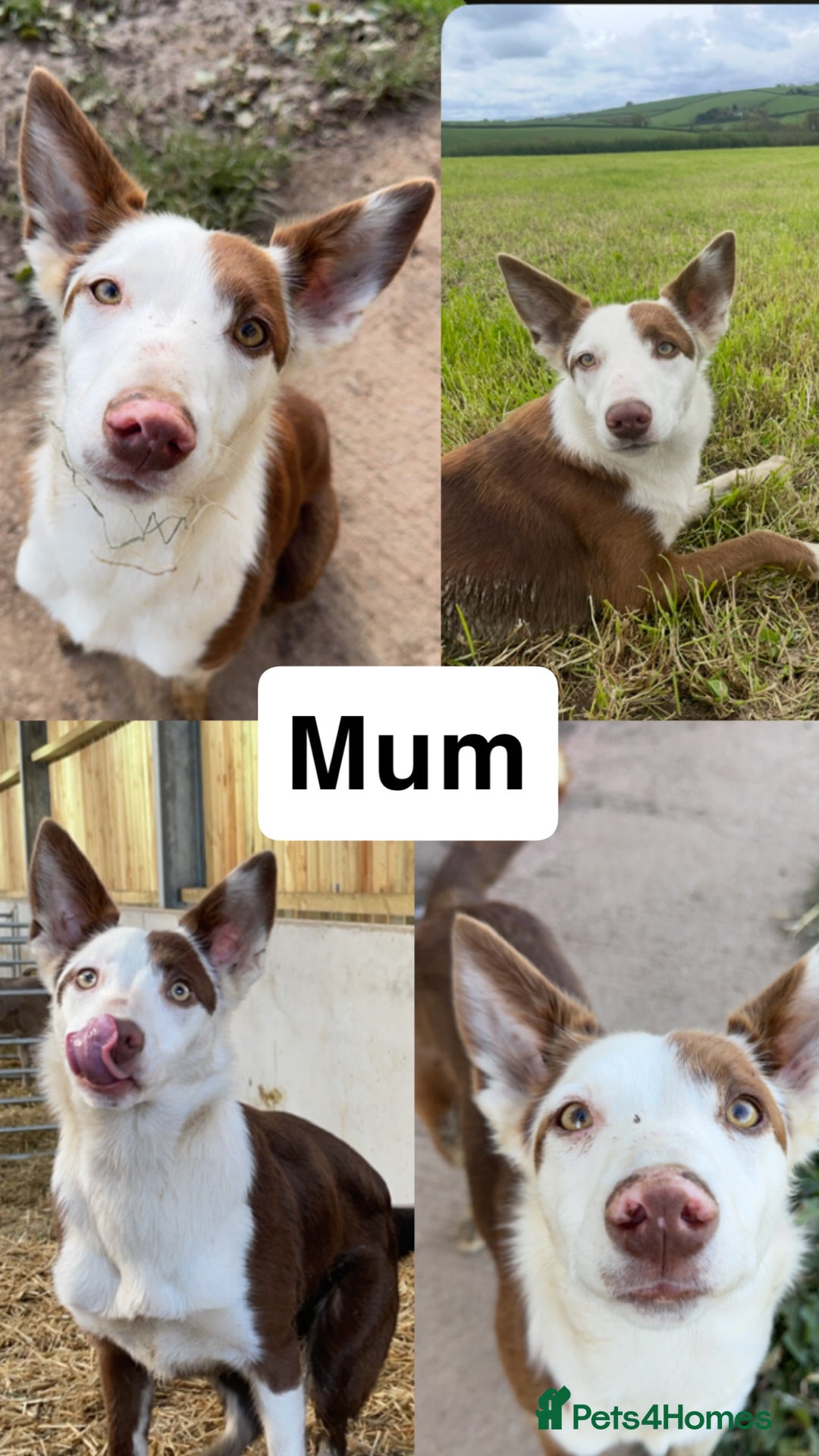 Border Collie dogs for sale: Working chocolate border collies  - Image 18