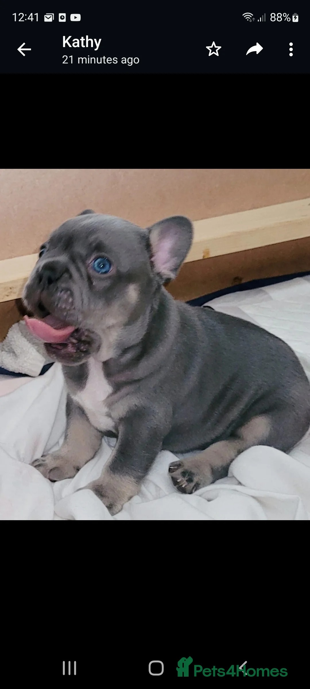 French Bulldog dogs for stud: KC TOP DRAW STUD Ramsgate  in Ramsgate - Advert 31