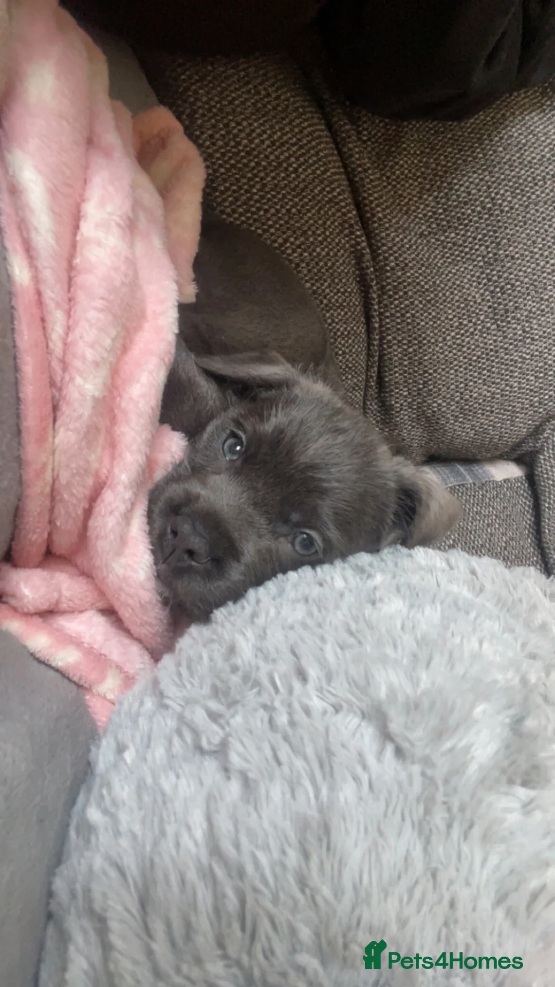 Mixed Breed dogs for sale: Cane Corso puppy - Advert 5