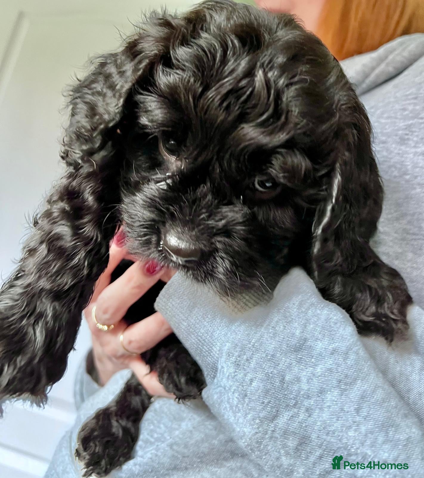 Cavapoo dogs Beautiful Cavapoo Puppies - Advert 1