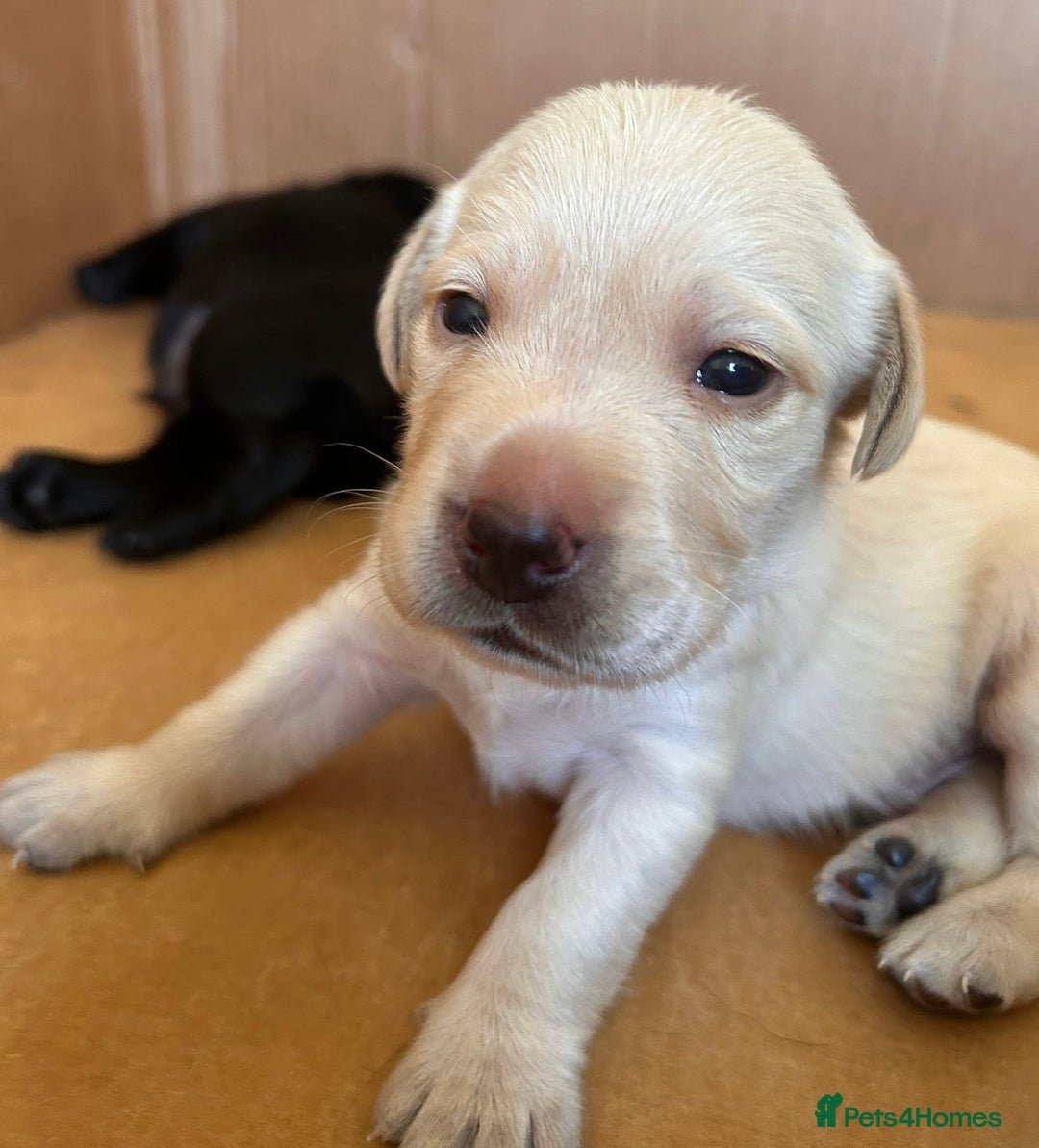 Labrador Retriever dogs for sale: Last Yellow Male available 19th Sept 2025 - Image 15