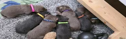 Labrador Retriever dogs for sale: Silver & Charcoal Labrador pups in Newcastle - Advert 3