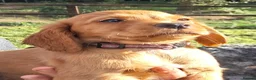 Cocker Spaniel dogs for sale: KC reg Working Cocker Puppies  - Advert 2