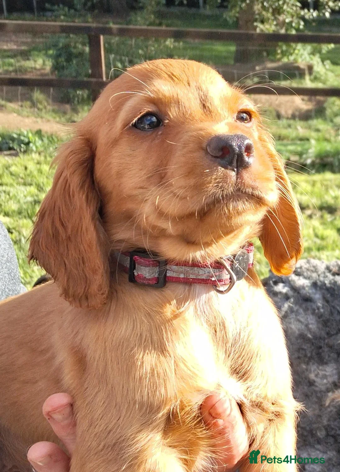 Cocker Spaniel dogs for sale: KC reg Working Cocker Puppies  - Advert 2