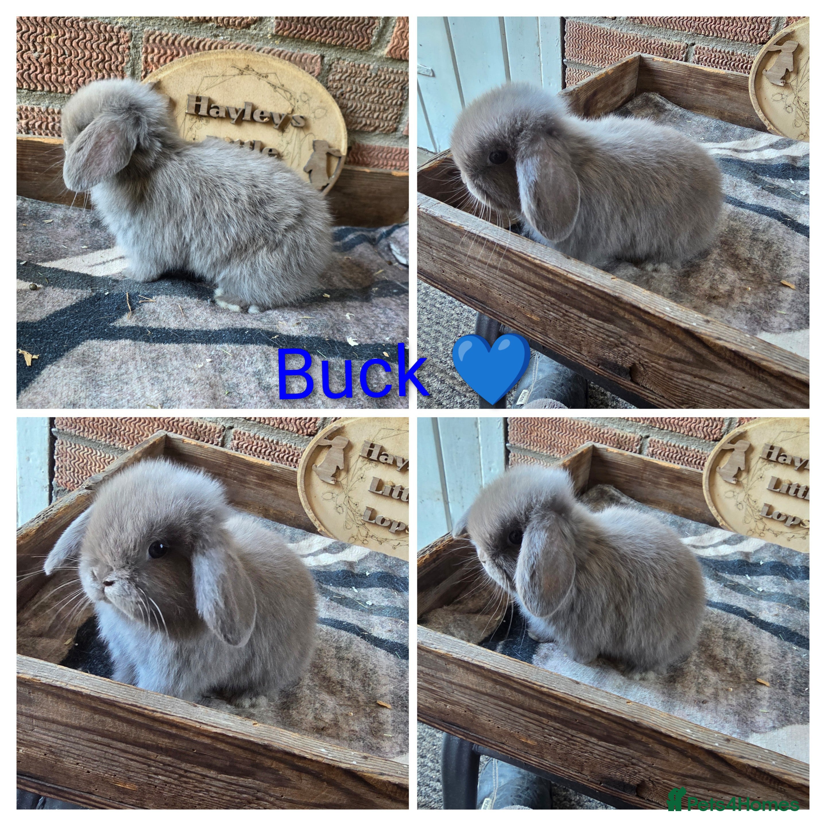 Mini Lop rabbits Gorgeous pure breed mini lops  - Advert 2