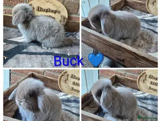 Mini Lop rabbits Gorgeous pure breed mini lops - Advert 2