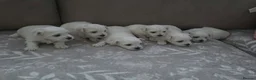 Maltese dogs for sale: Maltese puppies  in Denny - Advert 13