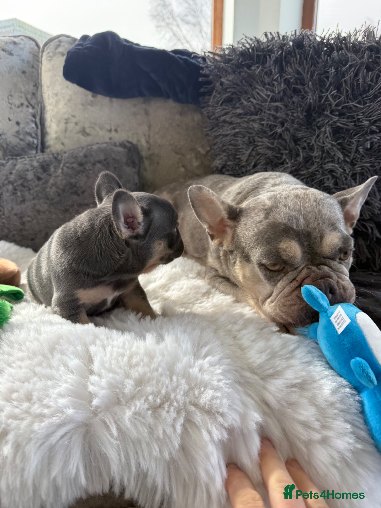 French Bulldog dogs Last two French bulldog puppies  - Advert 4