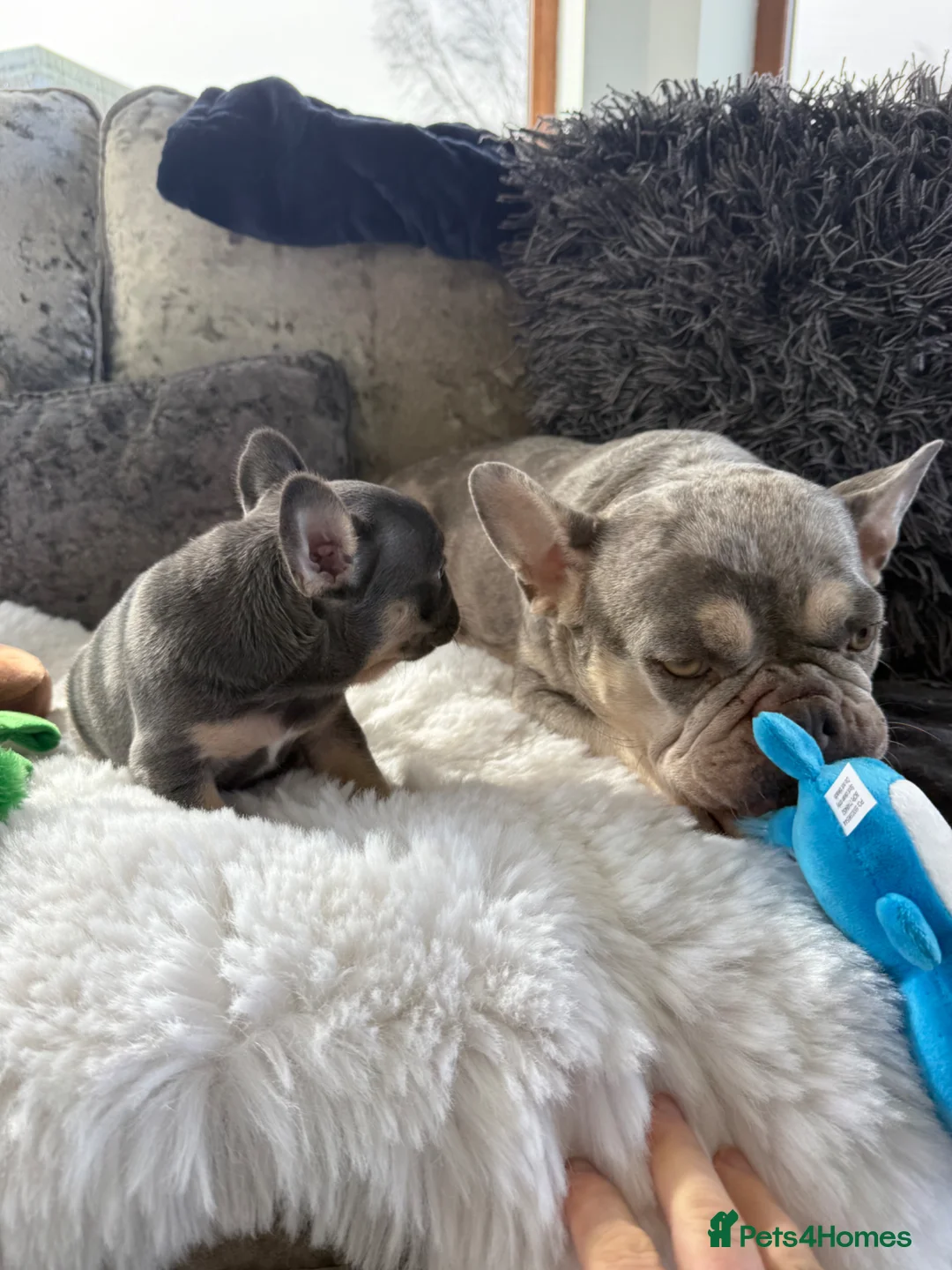 French Bulldog dogs for sale: Last two French bulldog puppies  - Advert 1